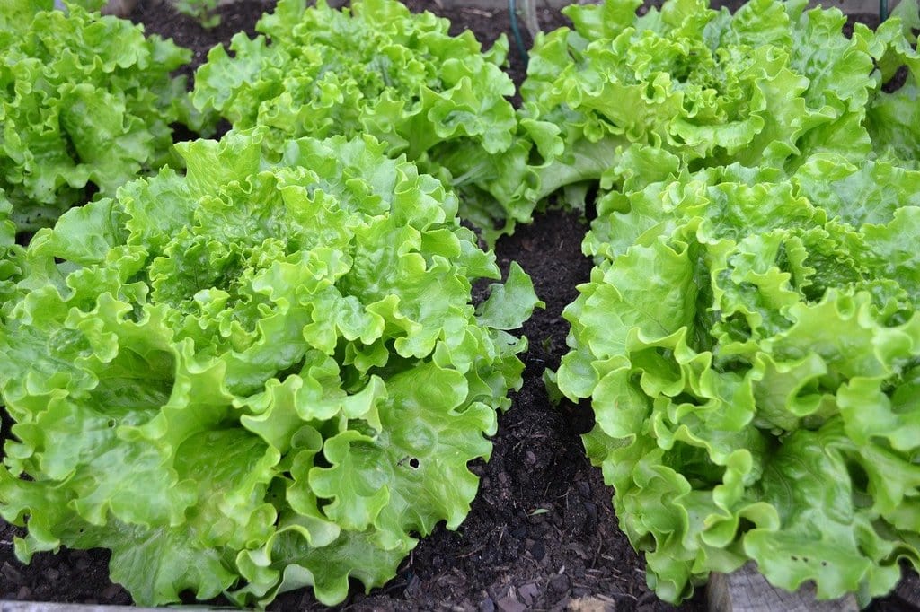 Planifier un potager en carrés pour débutants